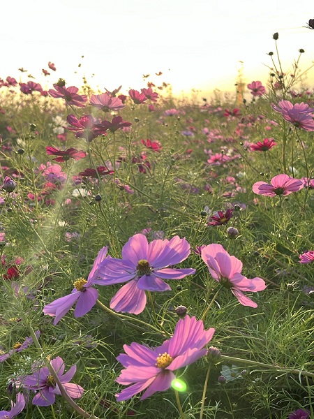 夕陽が落ちる前のコスモス.jpg